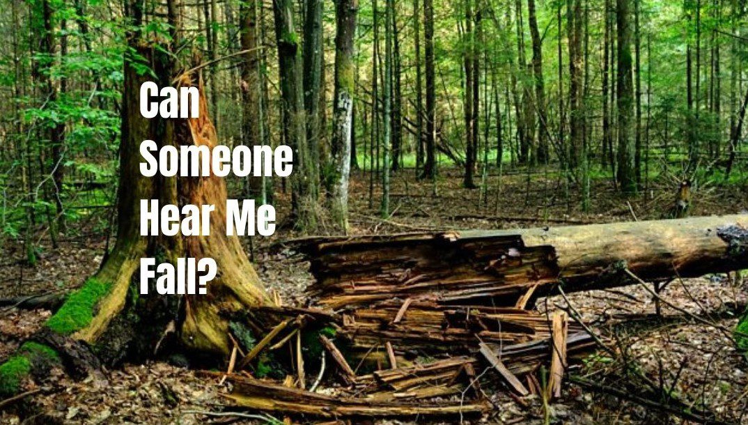 If A Tree Falls In The Forest, And There’s No One Around To Hear It ...