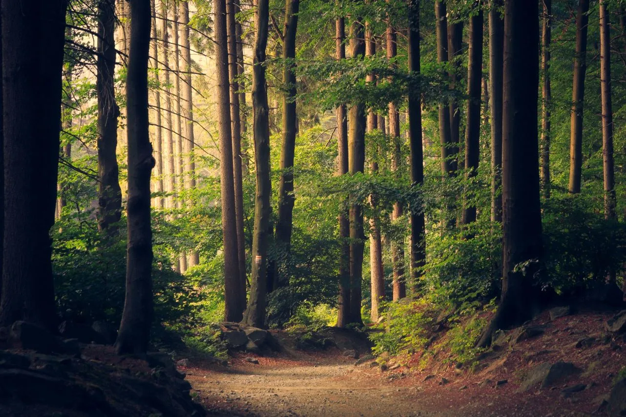 If a Tree Falls in the Forest, and There’s No One Around to Hear It